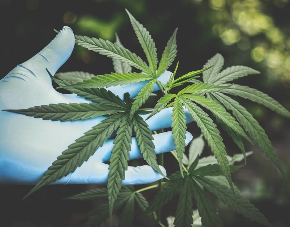 Dicas para Cultivar Cannabis em Casa analisando cannabis
