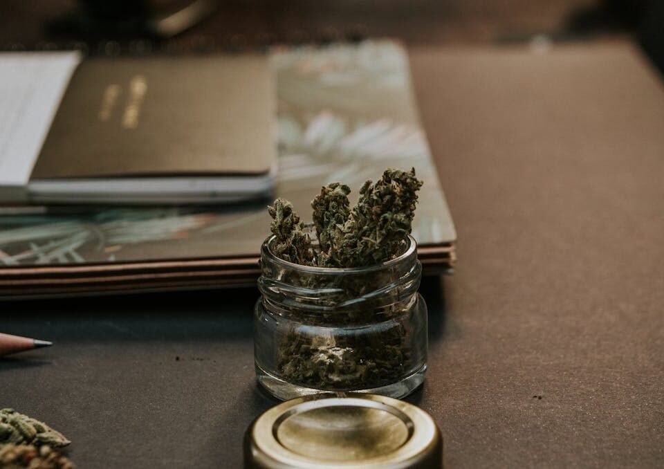 Cultivo de Maconha em Casa: o que você deve saber cultivo de cannabis em pote
