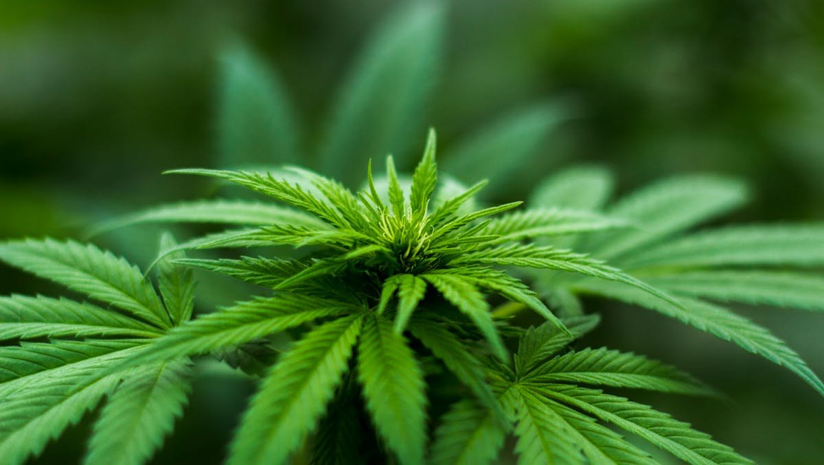 Cultivo de Maconha em Casa: o que você deve saber como é feito o cultivo de cannabis