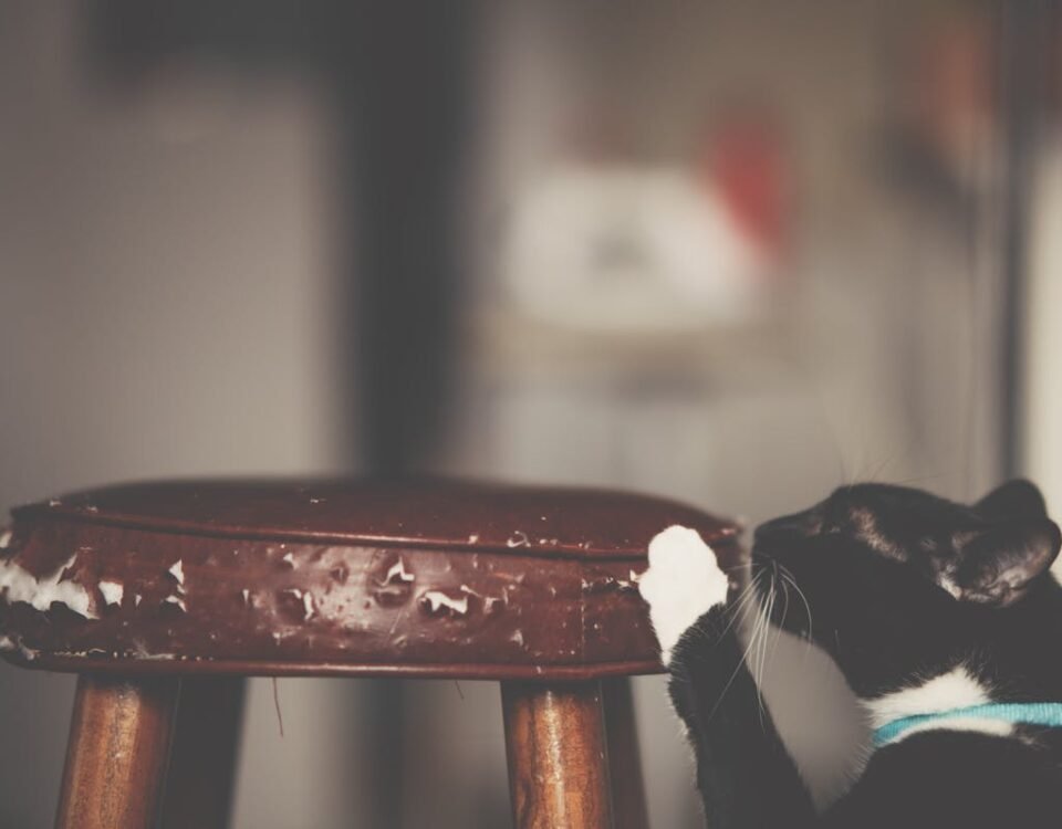 Truques Caseiros que Parecem Mágica: Veja a Explicação Close-Up Photo of Cat Scratching The Stool