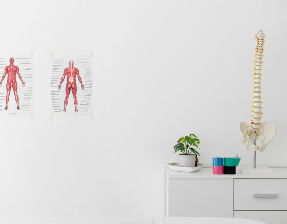 Estudar anatomia em casa exige cuidados especiais?