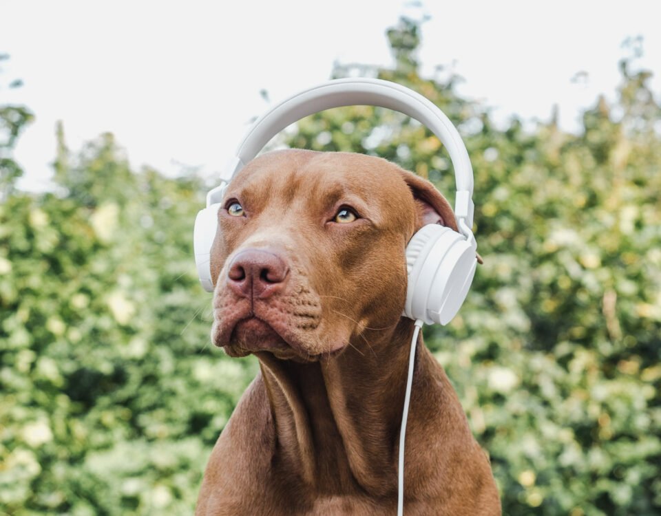 Sons que reduzem o estresse canino em casa Sons que reduzem o estresse canino em casa